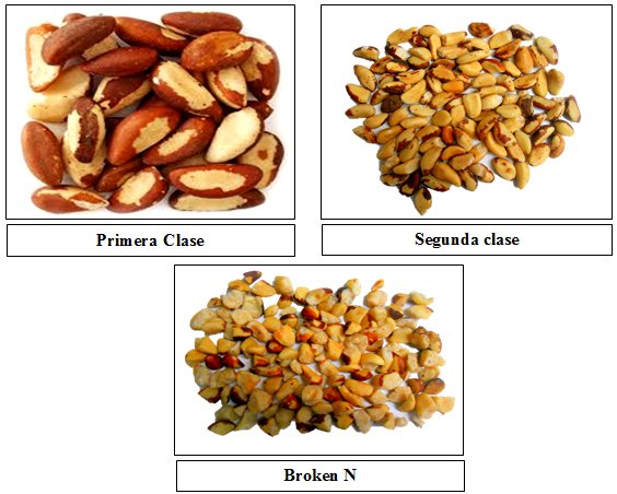 Preguntar esponja electo Productos - Ecofruit Ltda. Production and Trading Brazil Nuts from Bolivian  Amazon